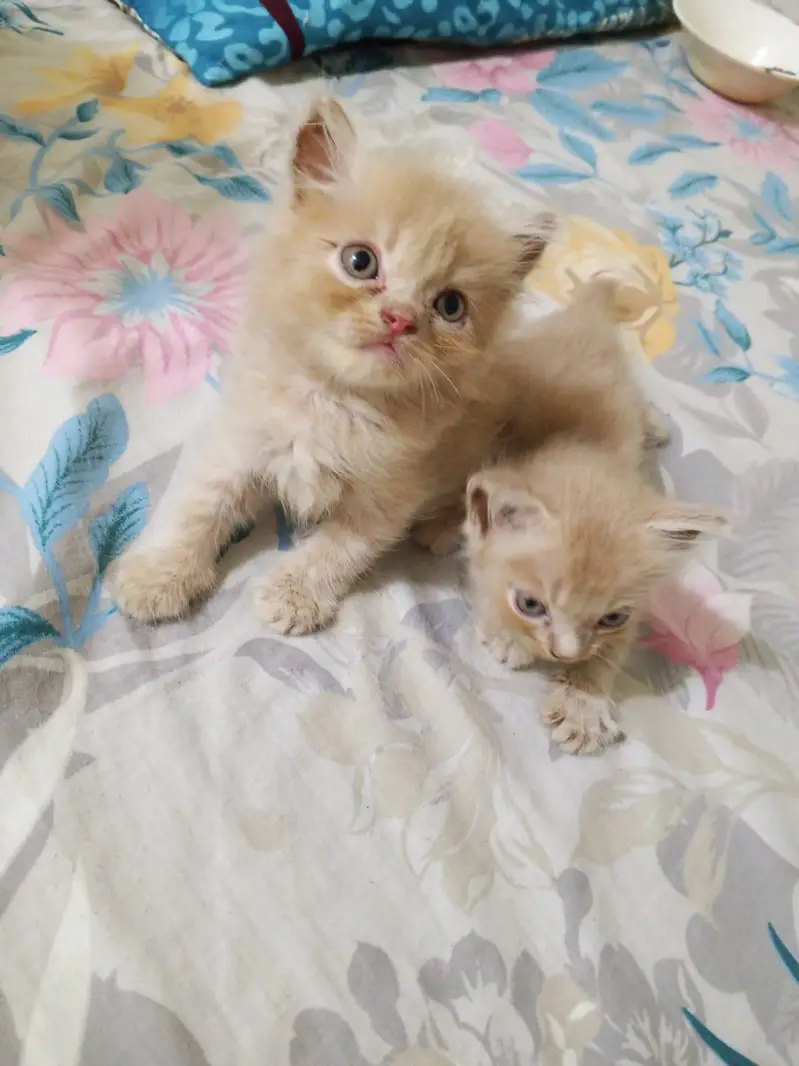 Persian kitten playful — photo 3