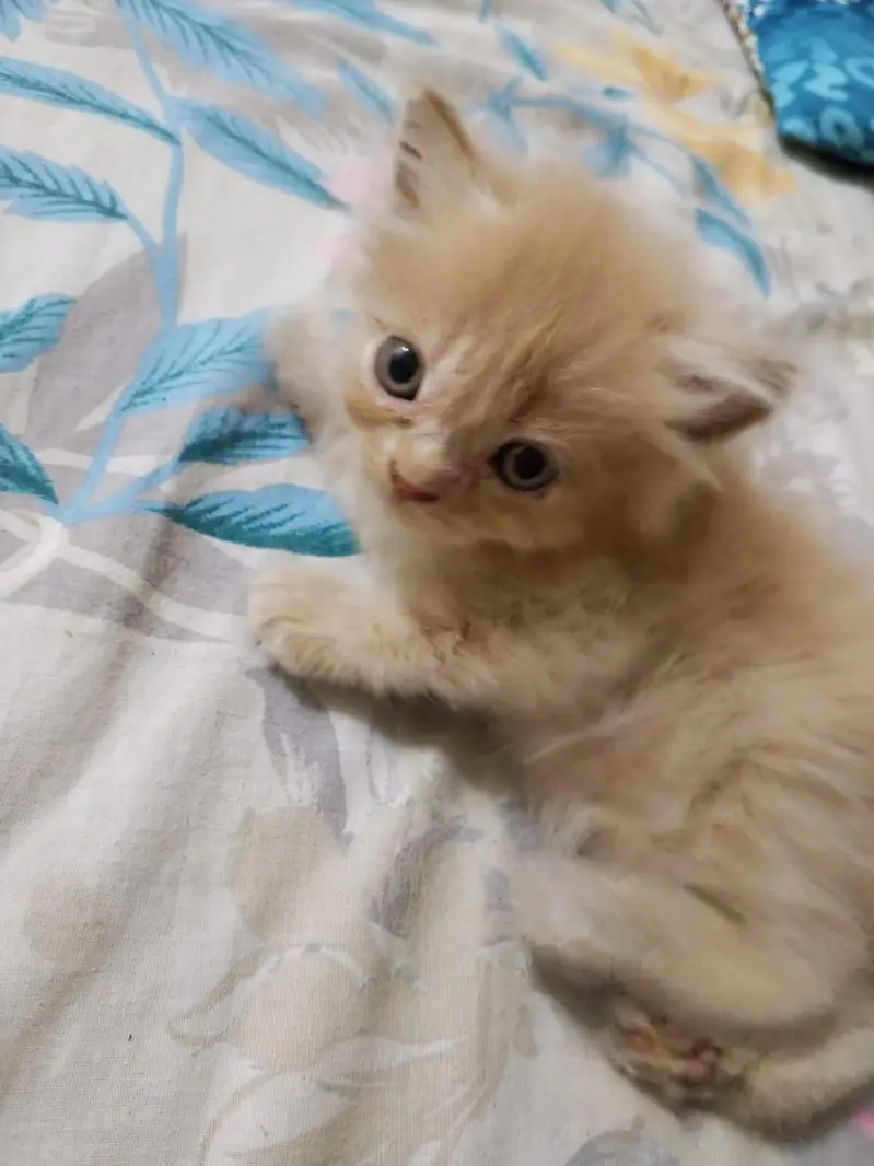 Persian kitten playful — photo 4