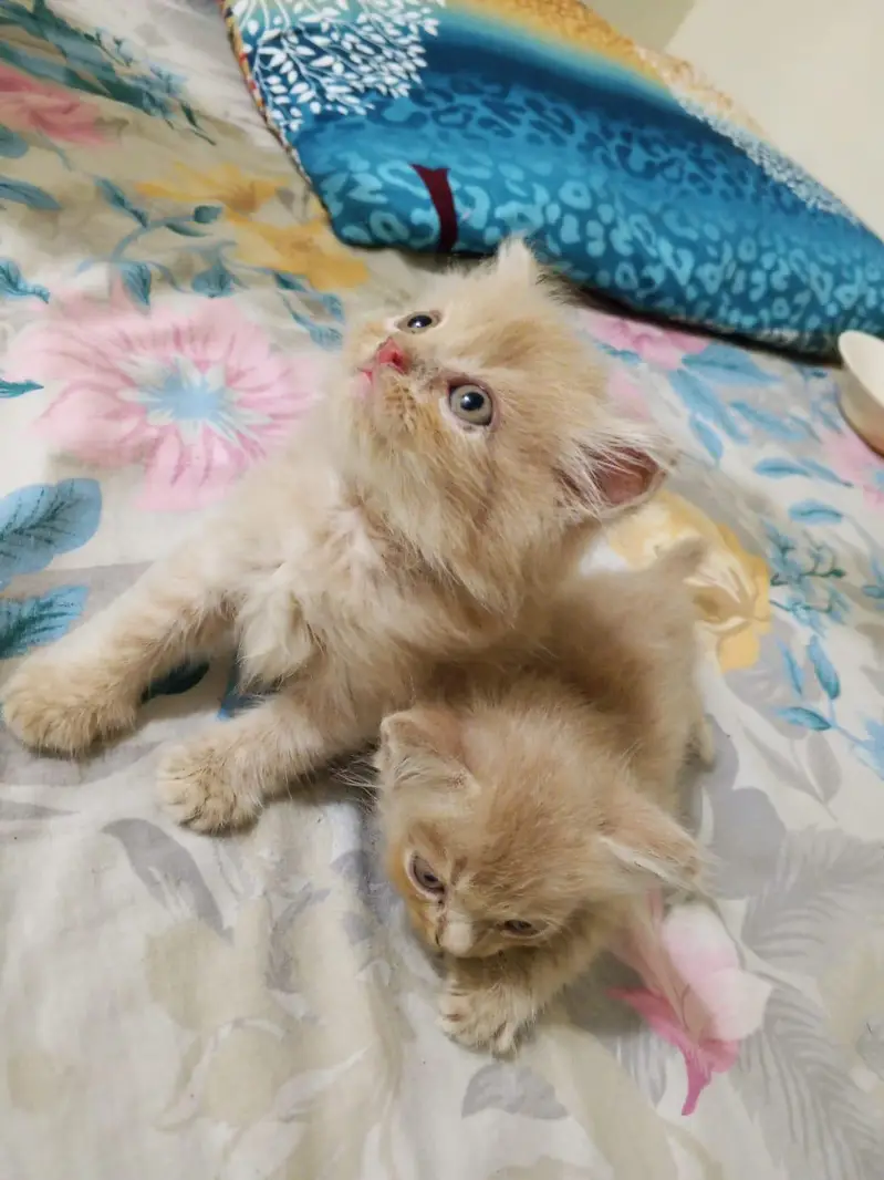 Persian kitten playful — photo 5