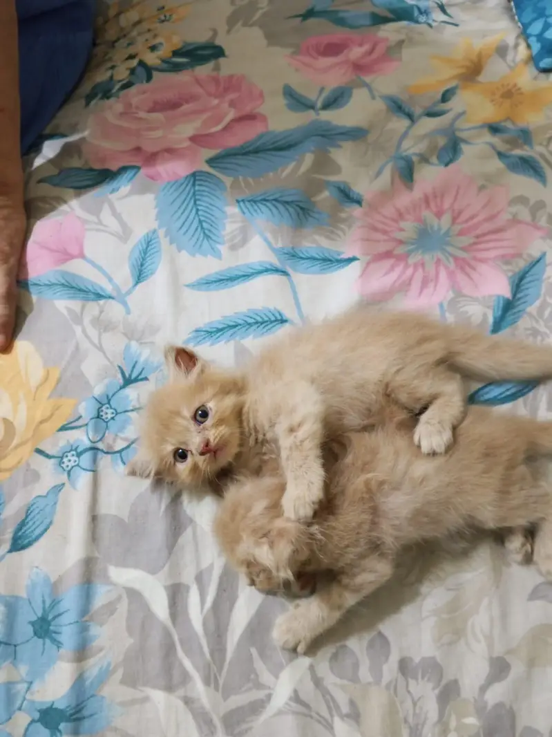 Persian kitten playful — photo 6