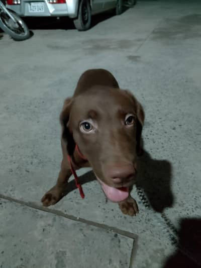 Labrador retriever chocolate brown fully active and family dog