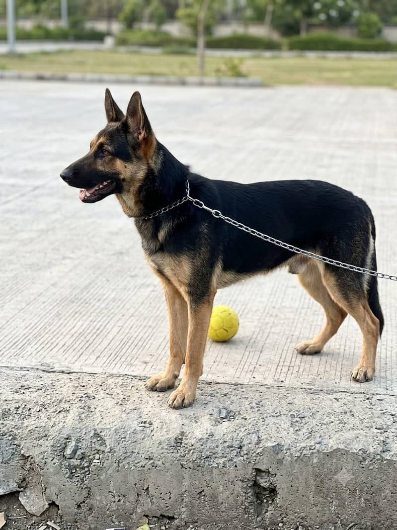 german dog 0