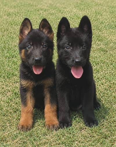 German Shepherd Dabal coat male female for sale available