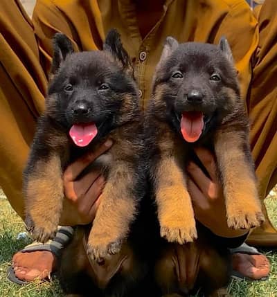 German Shepherd long coat male female for sale
