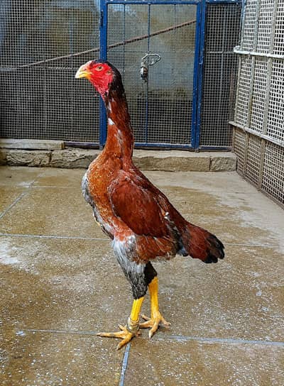 Breeder German shamo Hen