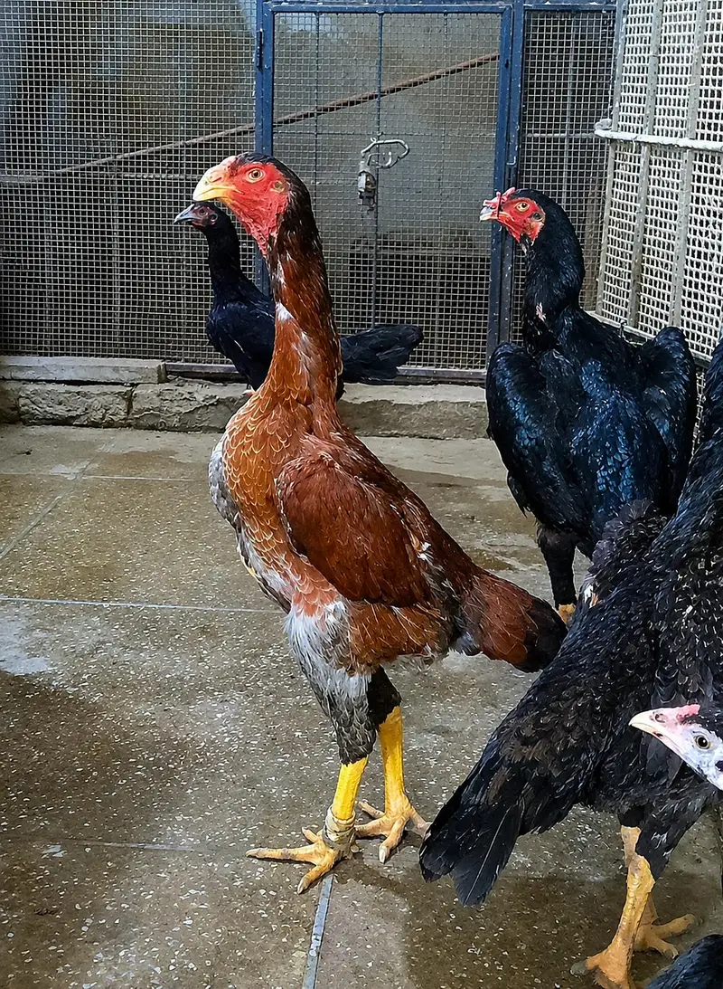 Breeder German shamo Hen — photo 2
