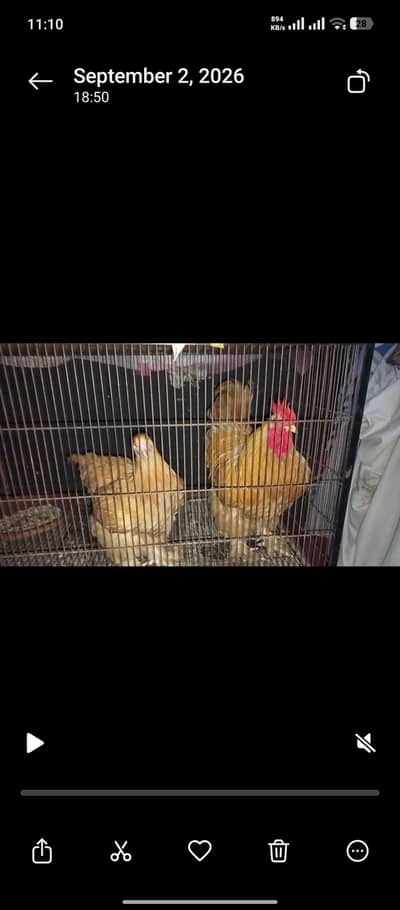 Golden buff top quality trio for sale in lahore