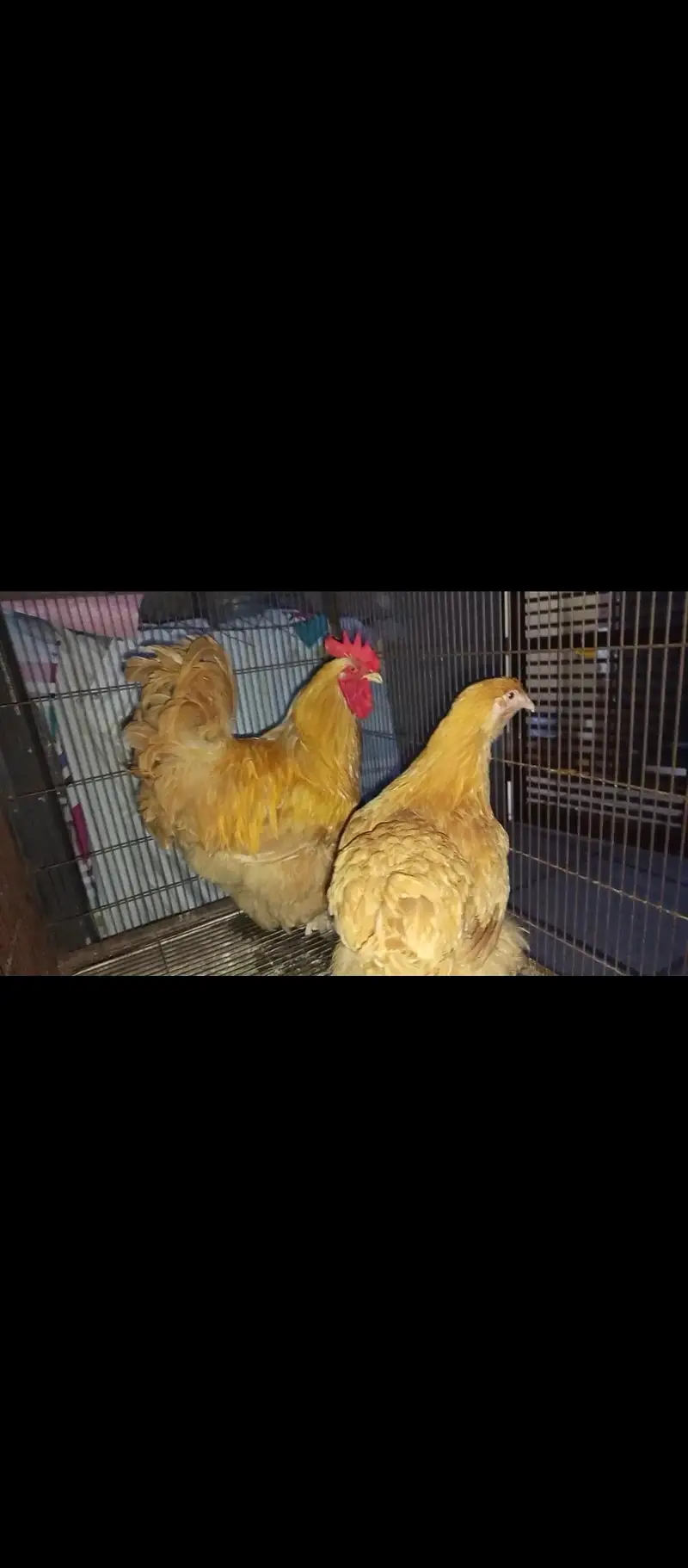 Golden buff top quality trio for sale in lahore — photo 2
