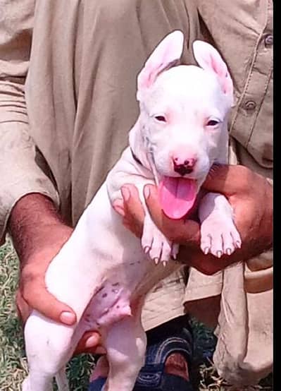 Kuwaiti gulteer male for sale available