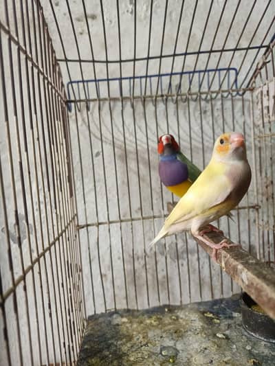 goldian blue split male latino female + bartn