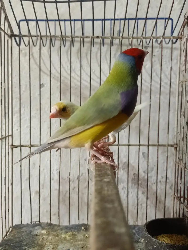 goldian blue split male latino female + bartn — photo 3