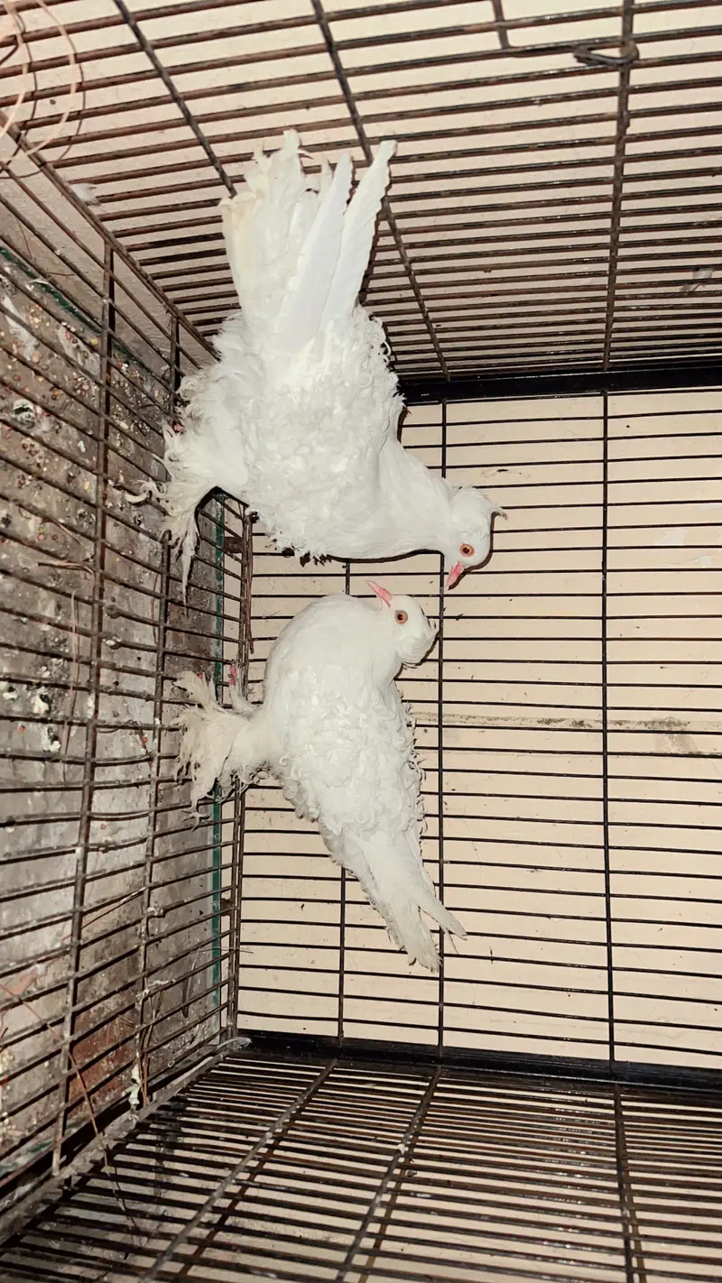 Orginal yellow eyes pair. 100 percent pair