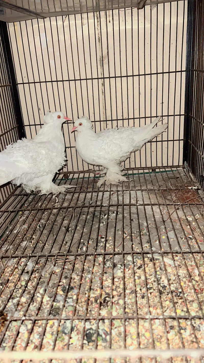 Orginal yellow eyes pair. 100 percent pair — photo 4