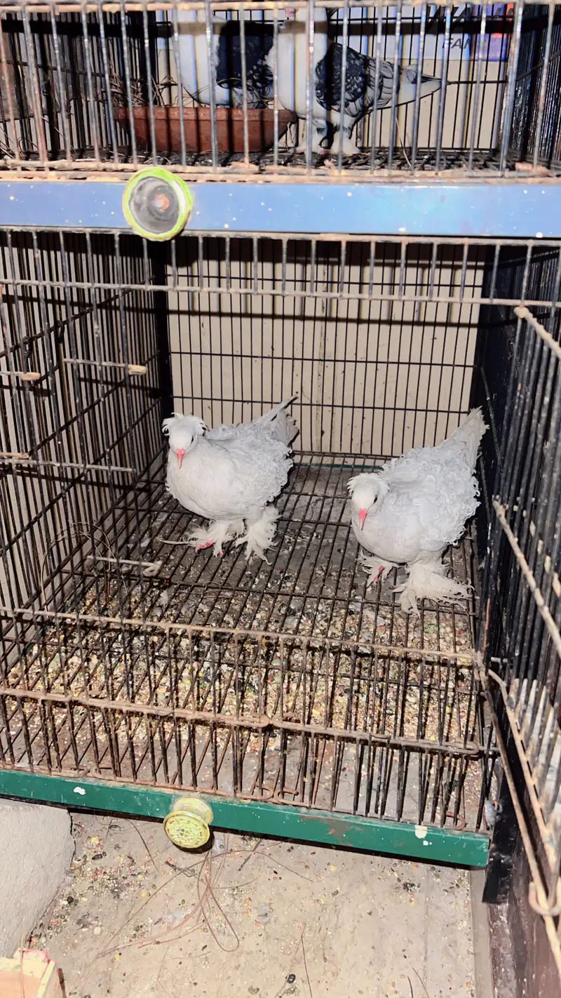 Orginal yellow eyes pair. 100 percent pair — photo 5