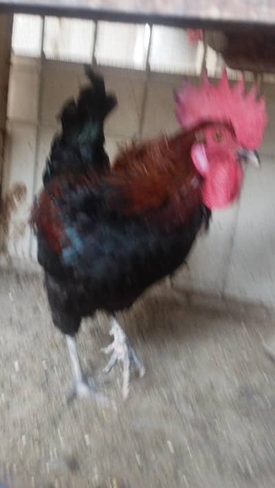 Healthy male