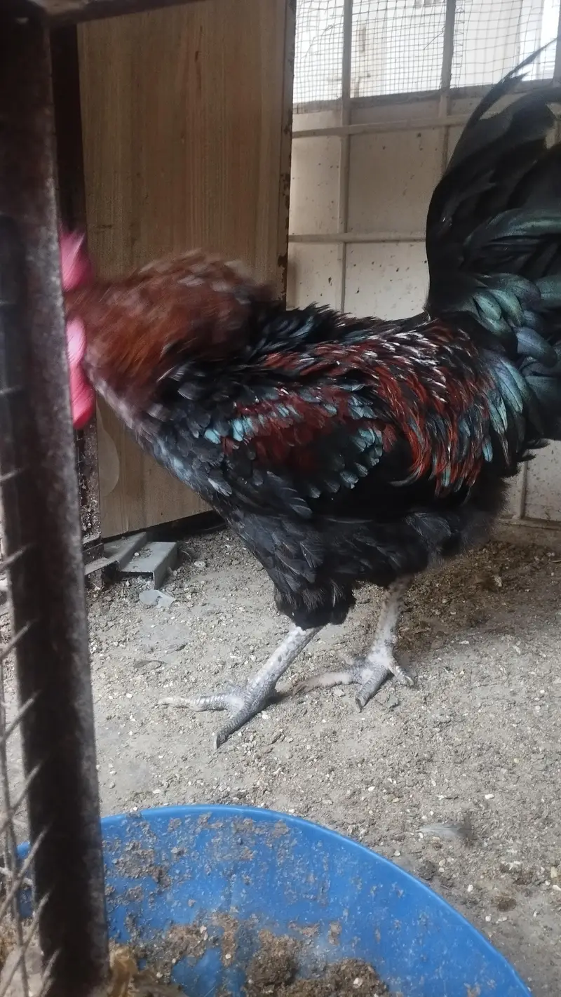 Healthy male — photo 2