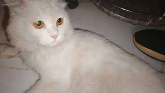 Persian cat