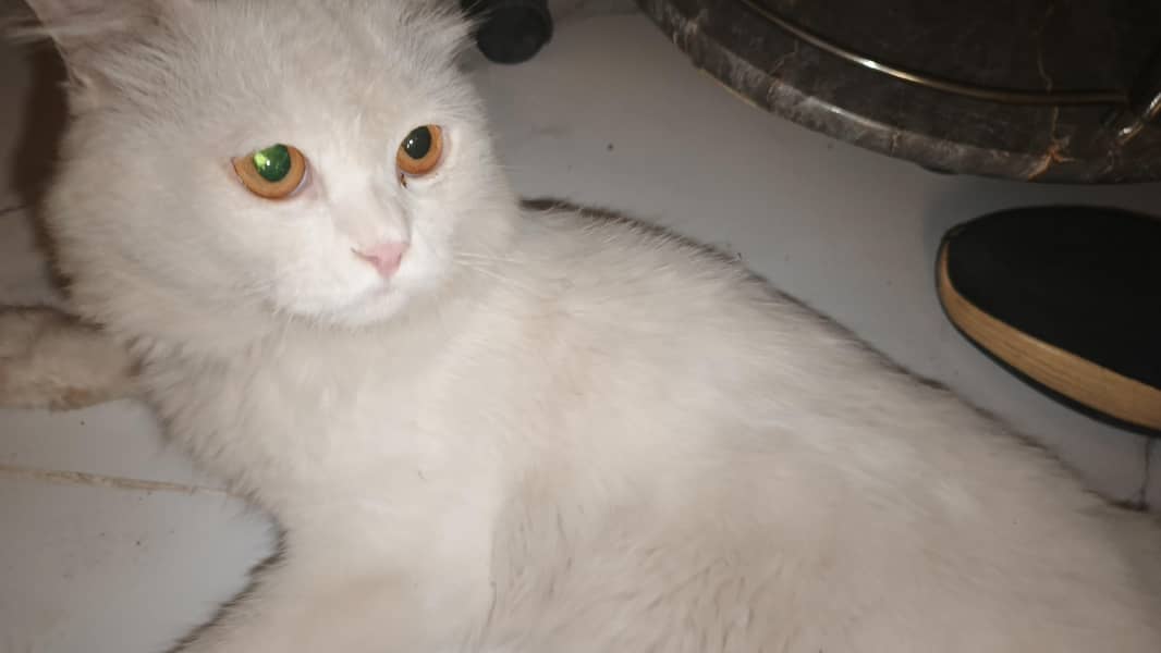 Persian cat 0