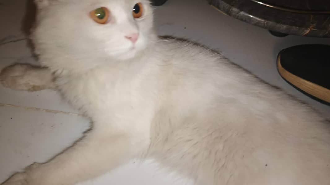 Persian cat 1