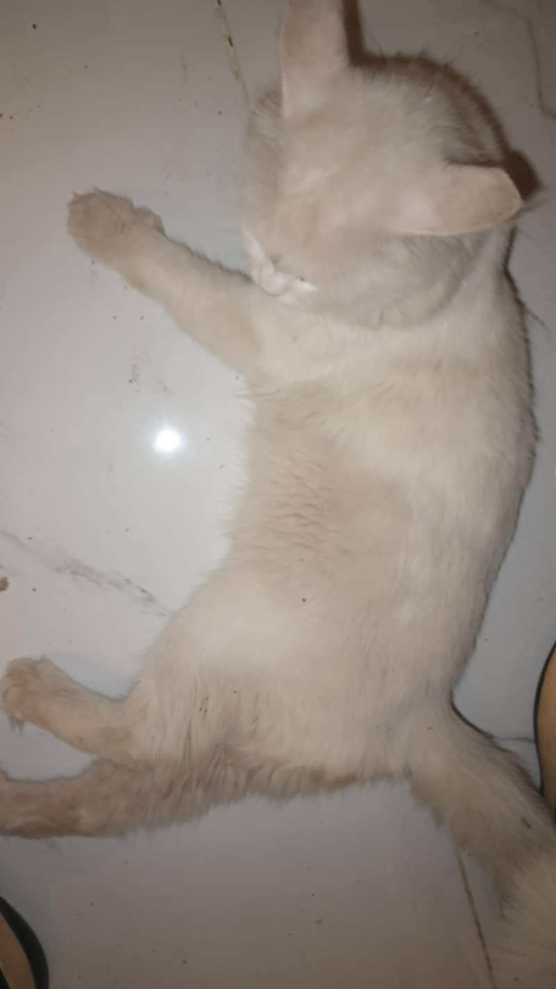 Persian cat 2