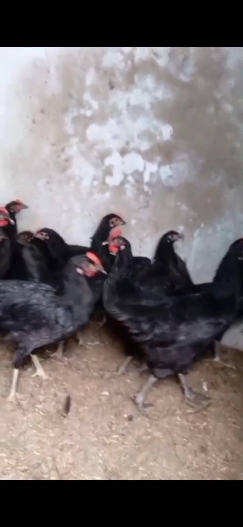 Australorp egg laying 0