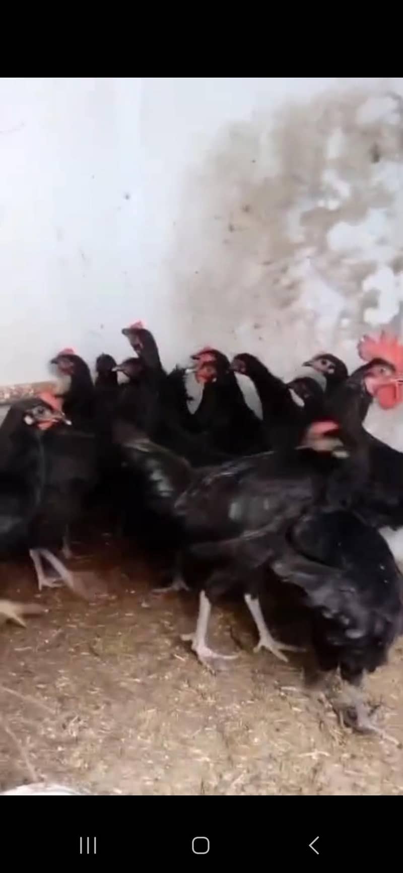 Australorp egg laying 1
