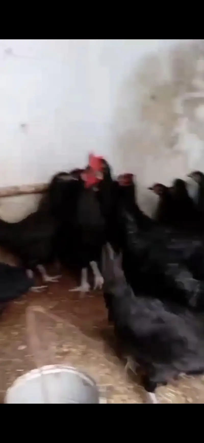 Australorp egg laying — photo 3