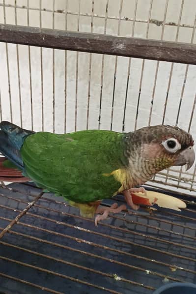 green-cheeked conure