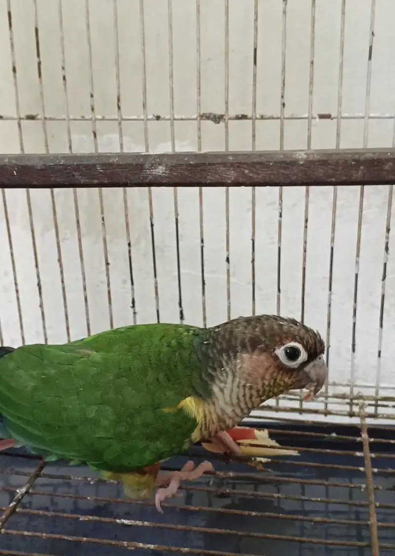green-cheeked conure — photo 2