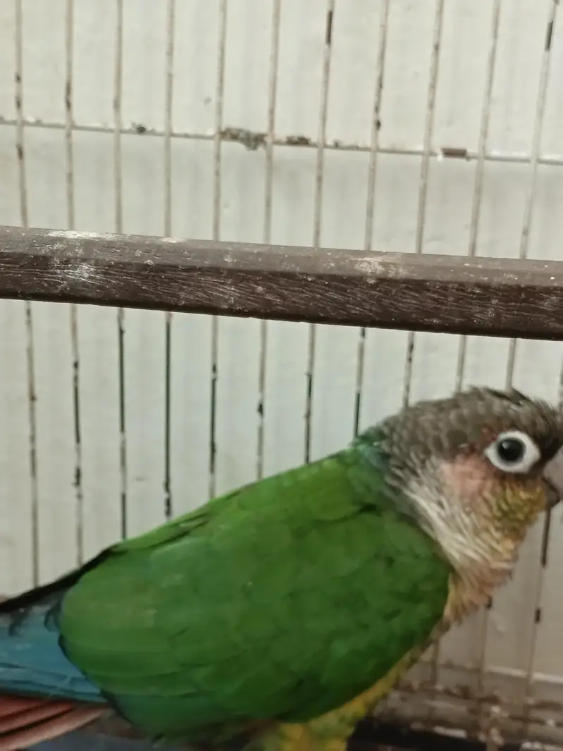 green-cheeked conure — photo 3