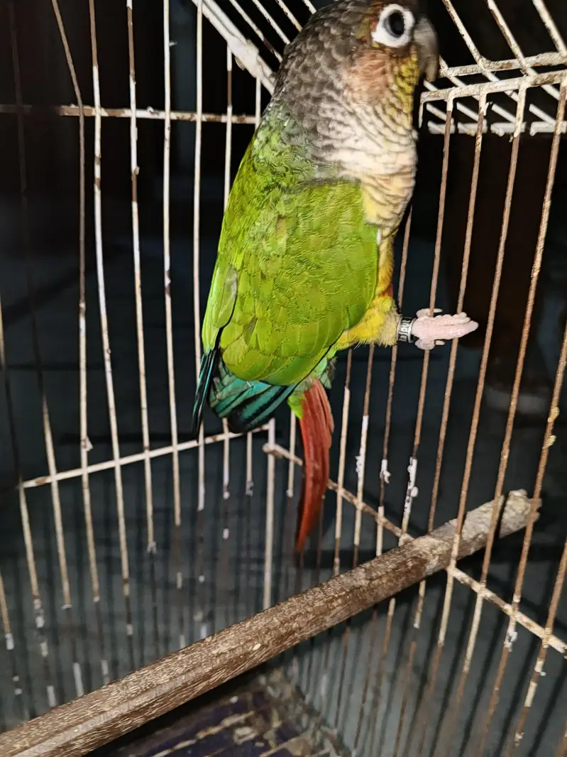 green-cheeked conure — photo 4
