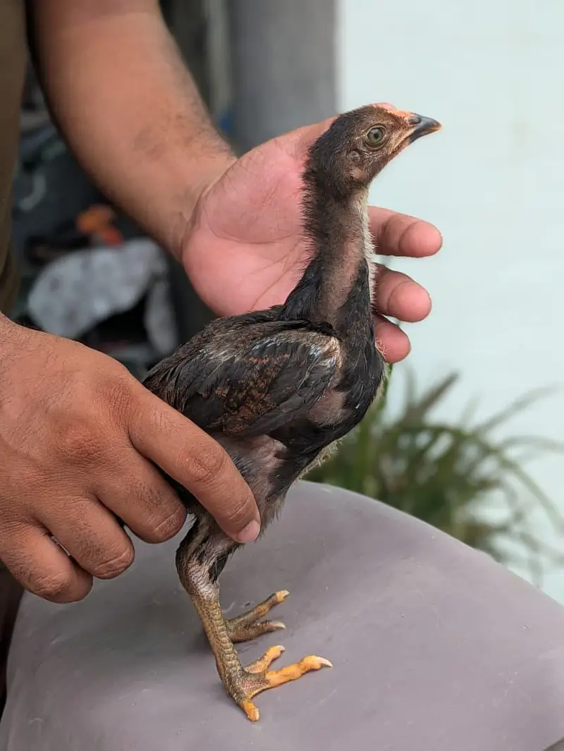 Aseel Chicks Pakoya + Barmi — photo 3
