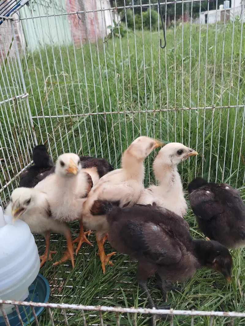 Aseel Chicks Pakoya + Barmi — photo 8
