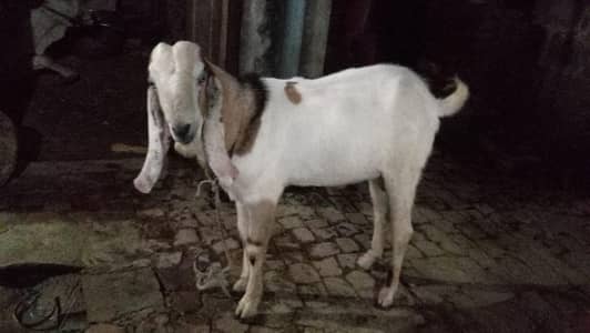 fore sale