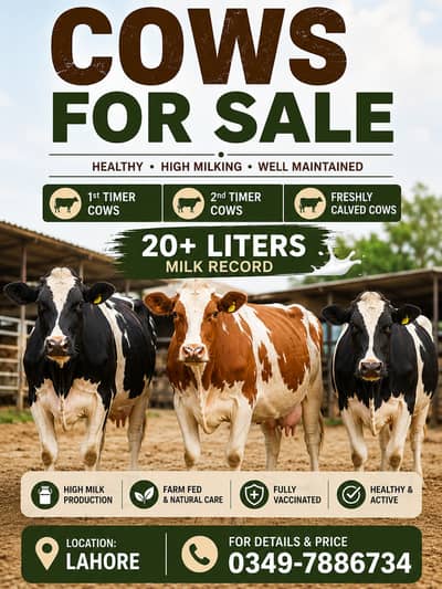 Milking Cows for Sale | 20+ liters | Australian Imported