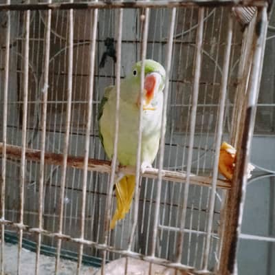 Rao parrot