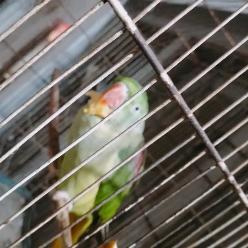 Rao parrot. 03151058728. whatapp — photo 2