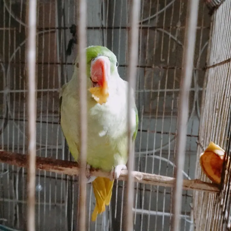 Rao parrot. 03151058728. whatapp — photo 3