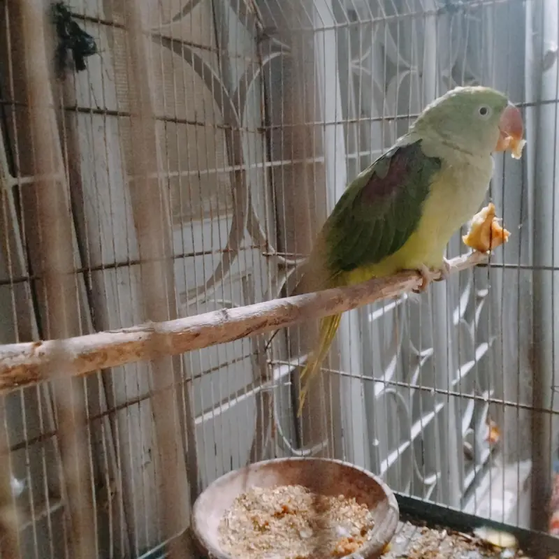 Rao parrot. 03151058728. whatapp — photo 4
