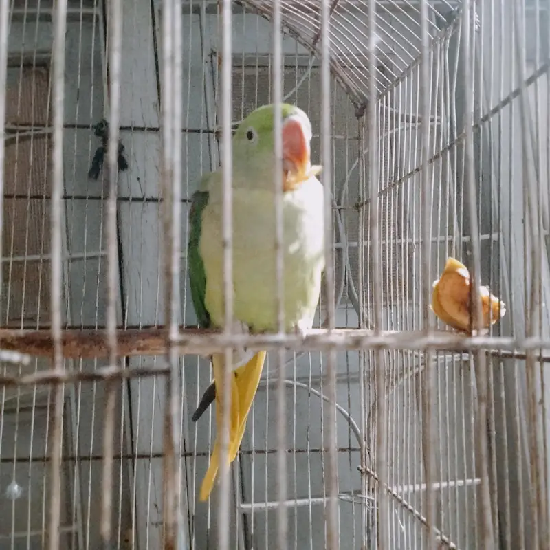 Rao parrot. 03151058728. whatapp — photo 5