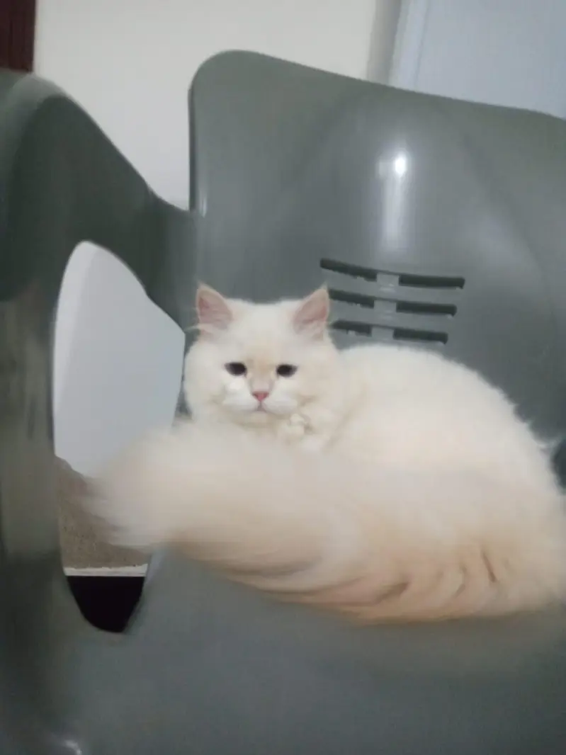 PERSIAN MALE CAT — photo 3