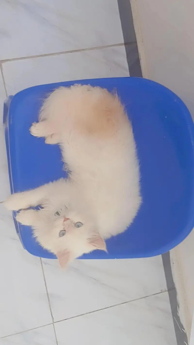 PERSIAN MALE CAT — photo 4