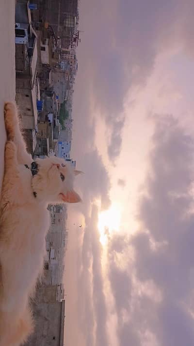 PERSIAN MALE CAT