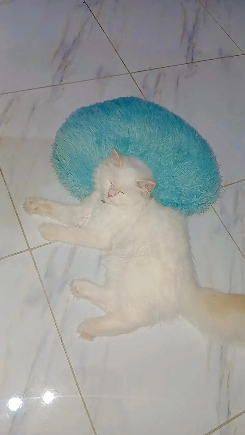 PERSIAN MALE CAT — photo 5