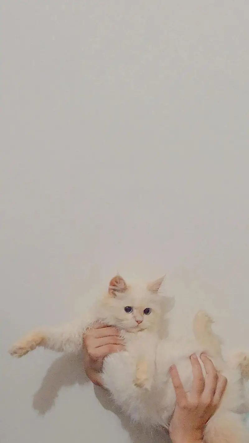 PERSIAN MALE CAT — photo 2