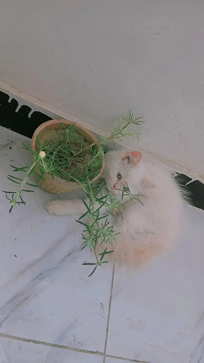 PERSIAN MALE CAT — photo 6