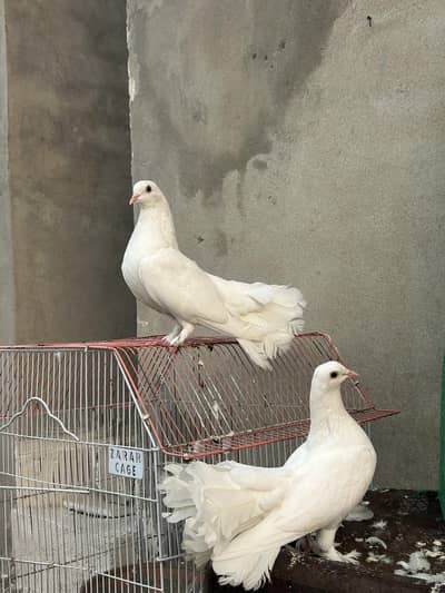 breeder  pair