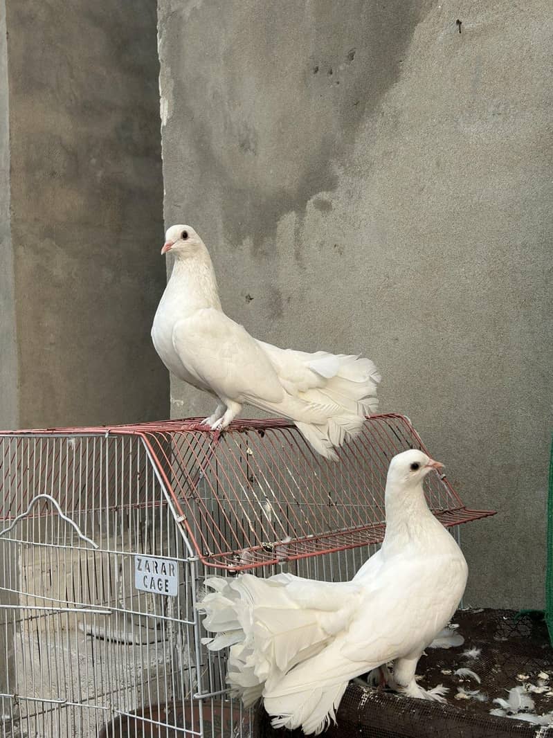 breeder  pair 0