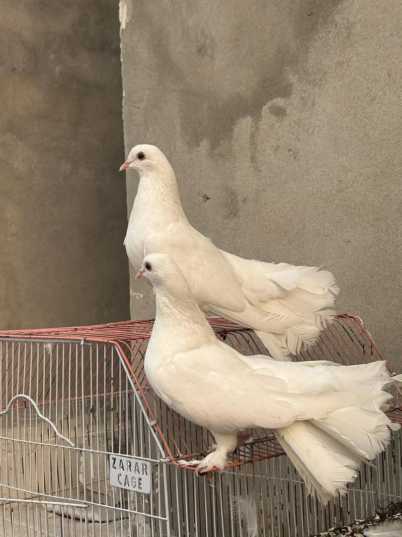 breeder  pair 2