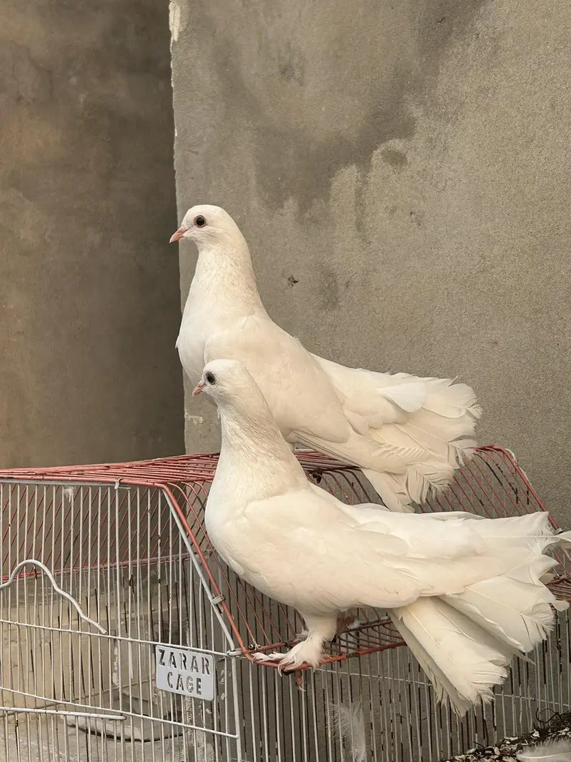 breeder  pair — photo 3